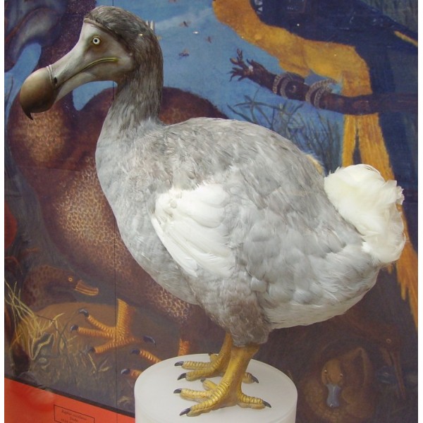 Dodo (Raphus cucullatus) ,1500el. - Sklep Art Puzzle